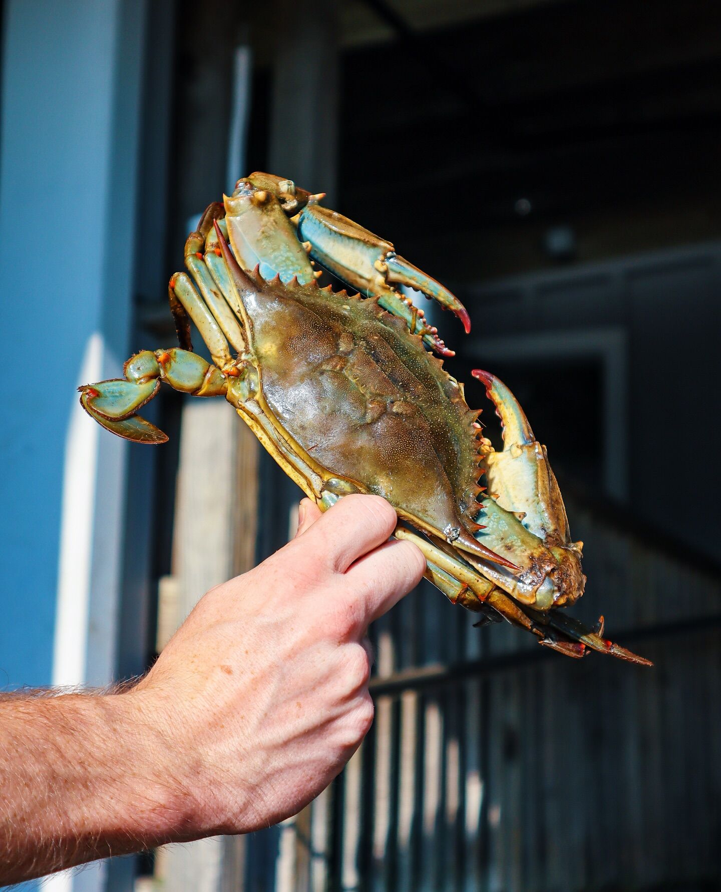 Maryland blue crab